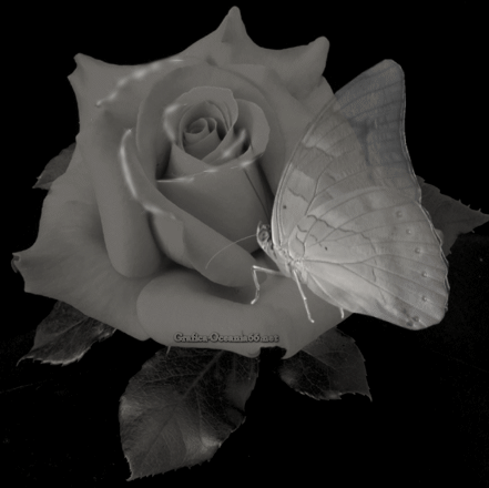 BELLE ROSE